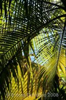 Palm fronds