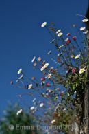 Daisies