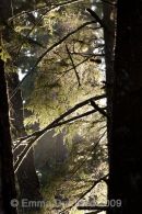 Temperate Rain Forest