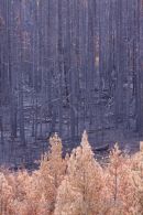 Forest Fire