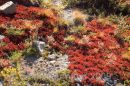Alpine flora