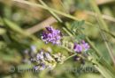 Purple Vetch