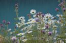 Oxeye Daisy
