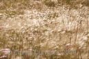 Mountain meadow