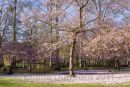 Spring Blossom