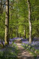 Woodland path
