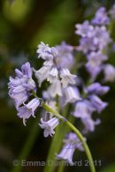Spanish Bluebells
