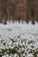 Snowdrop Woods