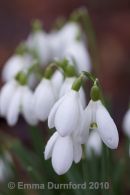 Snowdrops