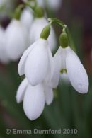 Snowdrops in the rain