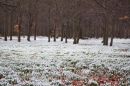 Snowdrops at Welford Park