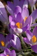 More crocuses...