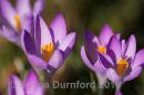 Crocuses