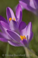 Spring flowers
