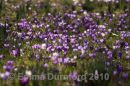 Field of crocuses