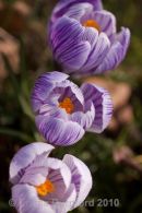 Striped crocus