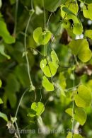 Vines