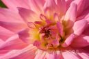 Chrysanthemum detail