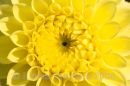 Chrysanthemum detail