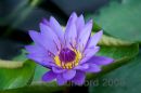 Waterlily