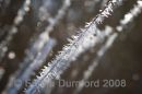 Frost crystals