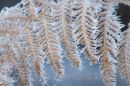 Frosted fern