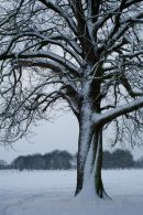 Oak Tree
