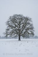 Oak tree