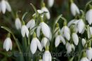 Snowdrops