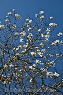 Magnolia tree