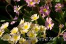 Spring flowers