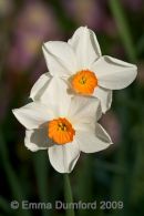 Daffodils