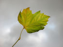 Leaf