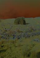 Bealdarrig