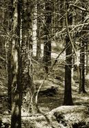 Glenbarrow, Co. Laois