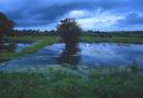 Somerset Levels in flood, I