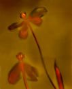 Butterfly Wings