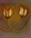 Curves, Tulips #4