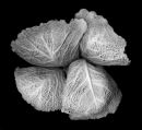 Still Life, Cabbage #1