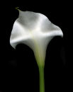 Calla #2