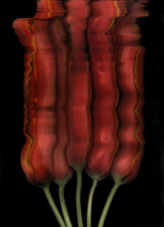 Burnt Orange Tulips