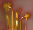 Daffodils