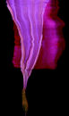Angel's Trumpet With Red Cape