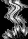 Lilies in Motion