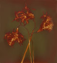 Paper White Narcissus