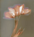 Pale Tulips #2