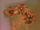 Poppies