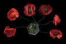 Poppies in Glass