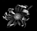 Protea
