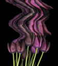 Tulip Tango